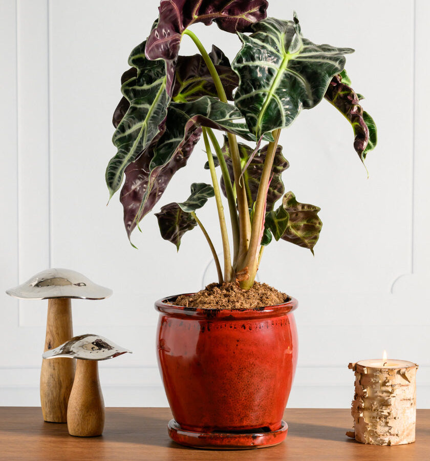 7in Tall Oxblood Red Ceramic Pot with Saucer